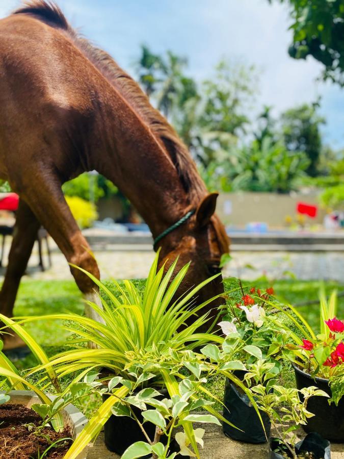 The Kingslayer Resort Negombo Dış mekan fotoğraf